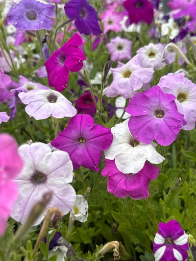 A close-up, eye-level shot displays a dense cluster of vibrant petunias in various shades of purple, pink, and white. The flowers, characterized by their trumpet-like shapes and ruffled petals, fill the frame, with some in sharp focus and others softly blurred in the background. Green foliage and stems are interspersed among the blossoms, suggesting an outdoor garden setting. No people, animals, or man-made objects are visible. The image captures a natural floral arrangement, likely in a domestic or public garden space, in the vicinity of Staryi Aidar, Ukraine.