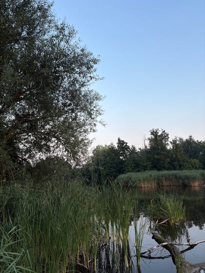 A serene natural landscape unfolds in Rosnówko, Poland, dominated by the tranquil waters of a lake or pond. The foreground is characterized by dense, tall green reeds that rise from the water's edge, creating a natural barrier. A submerged, moss-covered branch extends from the water, adding a touch of rustic charm to the scene.
The middle ground features a thick line of reeds bordering the water, with a backdrop of lush green trees forming a dense forest. The trees vary in height and species, creating a natural and wild appearance.
The sky above is a clear, pale blue, indicating fair weather. The overall impression is one of peace and quiet, a snapshot of the unspoiled natural beauty found in Rosnówko. There are no people or animals visible in the image, suggesting a moment of solitude and stillness in nature.