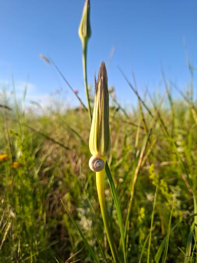 A snail is perched on the bud of a plant in a field of green grass under a clear blue sky. The bud is tall and slender, with pointed green leaves that have hints of brown at the tips. The snail, small and light-colored with a coiled shell, is positioned near the middle of the bud, facing left. In the background, the field is a blur of green, suggesting a warm, sunny day. Another bud, similar in shape but taller and slightly out of focus, is visible behind the main subject. The image appears to be taken in the village of Akhtanizovskaya, Russia, given the natural landscape and typical vegetation. The perspective is low, emphasizing the height of the plant against the sky.