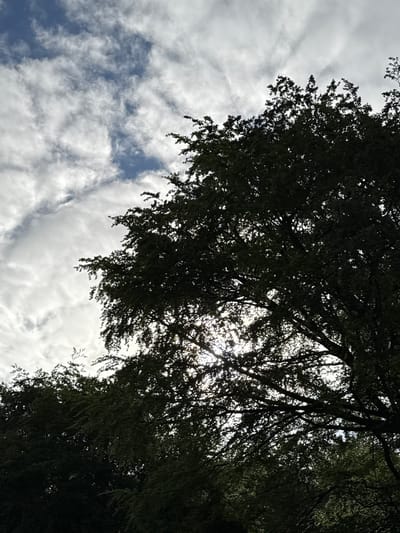 The image captures a view of a tree canopy against a sky filled with scattered clouds. The sun is partially visible through the leaves, creating a dappled light effect. The trees appear to be a mix of deciduous species, with dense foliage. The lower portion of the image is dominated by the dark silhouette of the tree branches and leaves, while the upper portion reveals patches of blue sky interspersed with white and grey clouds. The scene suggests an outdoor setting, likely in a park or a residential area with mature trees. No people or specific landmarks of Basingstoke and Deane are identifiable in this image.