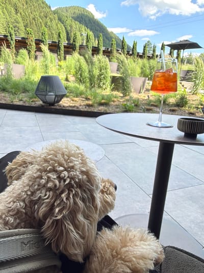A fluffy, light brown dog is resting on a chair in the foreground, facing away from the camera and towards a table. On the table, there is a glass of amber-colored liquid with ice and a straw, and a small black and white striped bowl. In the background, there is a lush green landscape with trees and a mountain under a bright blue sky with scattered clouds. The scene appears to be an outdoor patio area. This location is in Mühlbach - Rio di Pusteria, Italy.