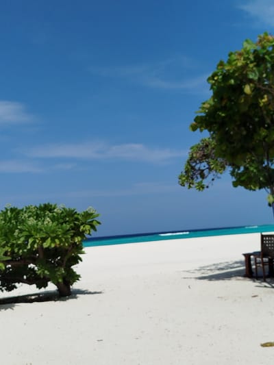 An outdoor, low-angle, vertical shot depicts a bright, sunny day on a tropical beach. The foreground is dominated by pristine white sand, with a few small, dark specks scattered across its surface. To the left, a lush green bush with small white flowers is partially visible, its trunk rooted in the sand. In the mid-ground, a narrow strip of turquoise water meets a darker blue ocean, separated by a thin white line of breaking waves. Further to the right, in the mid-ground, a dark wooden chair with a woven seat and back is positioned, casting a distinct shadow on the sand. The background is a vast, clear blue sky, with faint wispy white clouds present. A portion of a leafy green tree, with branches extending towards the sky, is visible in the upper right quadrant of the image. The scene appears to be a tranquil beach setting, likely in the city of Kendhoo, Maldives, characterized by its clear water, white sand, and abundant vegetation under a bright blue sky.
