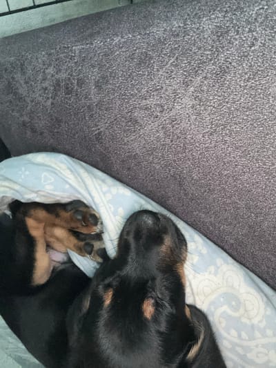The image shows a close-up of two sleeping puppies, one black and tan, and the other primarily black with tan markings. They are nestled together on a light blue blanket with a white pattern. One puppy's paws are visible, showing dark claws and tan pads. The background consists of a textured gray surface, possibly upholstery, and a thin strip of what appears to be a metal grate or cage. There is no discernible information to associate this image with the city of Birobidzhan, Russia.