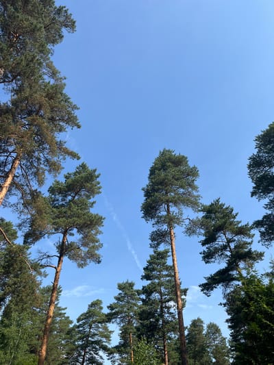 A low-angle shot captures a bright blue sky filled with towering pine trees in Suži, Latvia. The trees, with their rough, reddish-brown bark and dense green needles, reach upwards towards the sky, their branches creating intricate silhouettes against the clear backdrop. Faint wisps of clouds are visible, suggesting a pleasant, perhaps late summer or early autumn day. The overall impression is one of natural beauty and a serene forest environment.