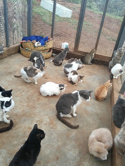 The image depicts an outdoor enclosure with a concrete floor and mesh walls, situated in Limuru East ward, Kenya. Approximately twenty-five domestic cats of various ages, colors, and patterns are present within the enclosure. Colors include black, white, grey, brown, cream, and multi-color combinations such as tabby, calico, and bi-color. Most cats are observed resting or sitting on the concrete surface. Specific actions include one black and white cat grooming itself, one light cream cat curled up in a sleeping position, and several cats looking towards the mesh walls. In the background, two woven baskets are stacked against a low concrete ledge; the top basket contains blue fabric and a small white and black cat. A small metal bowl and a white plastic container are visible on the concrete floor near the wall. Outside the enclosure's mesh, a dirt ground with sparse vegetation and indistinct light-colored objects is visible. No human presence is observed.