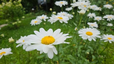 A close-up, eye-level shot captures a cluster of white daisies with bright yellow centers, some in sharp focus and others blurred in the background. The foreground daisy is prominent, with delicate white petals radiating from its center. A small, light-colored insect, possibly a fly or a small beetle, is perched on the yellow center of this main flower. The background is a lush green garden with more daisies scattered throughout, suggesting an outdoor setting in Barteliškė, Lithuania, likely during the summer months due to the blooming flowers. The overall impression is one of natural beauty and tranquility, with the focus on the intricate details of the flowers and the tiny insect visitor.