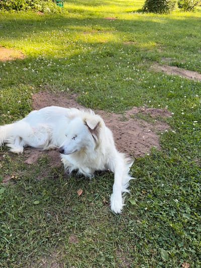 A fluffy white dog is curled up on a patch of bare earth surrounded by green grass and small white wildflowers. The dog's eyes are closed, and it appears to be sleeping or resting. Its long, white fur is slightly disheveled. The patch of earth is irregular in shape, suggesting it might be a dug-up area. The scene is outdoors, with sunlight casting shadows on the grass, indicating it is daytime. The overall setting is a grassy area, possibly a park or a backyard. There is no visible text in the image. The location context is Stīveri, Latvia.