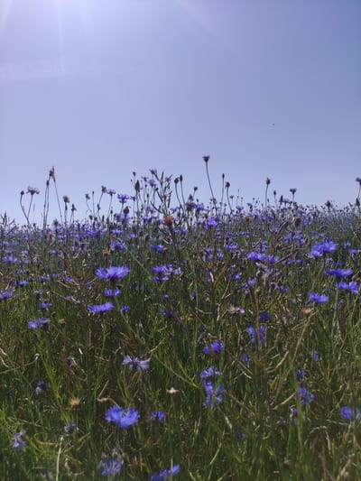 The image depicts a field of wild cornflowers (Centaurea cyanus) under a clear, bright sky. The perspective is low, close to the ground, looking up towards the sky, with the flowers filling the foreground and mid-ground. The cornflowers are predominantly blue, with some hints of purple and white, and their delicate petals are visible. The stems and leaves are green and somewhat dry in places, suggesting a late spring or summer bloom. The sky is a pale blue, with some lens flare originating from the upper left corner, indicating the sun is likely in that direction. There are no people or man-made structures visible. The environment is natural, characteristic of a rural landscape or field in the countryside. The specific location in Блонскі сельскі Савет, Belarus, suggests this is likely a natural meadow or agricultural field where these wildflowers are growing.