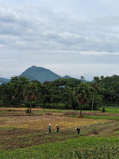 In Sơn Dương Commune, Vietnam, a wide shot captures a rural landscape under a cloudy sky. In the foreground, a field of green corn stalks is visible. Behind this, a patch of dry, brown earth suggests recently harvested crops. Further into the middle ground, three figures are working in a field, each wearing a conical hat. Two figures stand upright, facing each other, while the third is bent over, tending to the soil. Beyond them, a dense line of lush green trees creates a natural barrier, with several palm trees interspersed among them. In the background, a large, verdant mountain dominates the skyline, its slopes covered in trees and foliage. The overall impression is one of agricultural activity set against a backdrop of natural beauty.