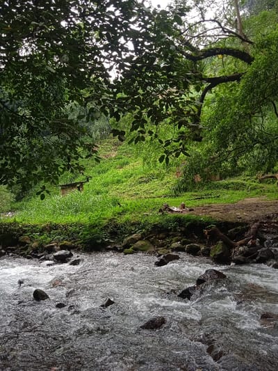 The image shows a rushing river in Tawangmangu, Indonesia, located at latitude -7.655 and longitude 111.135. The river is in the foreground, flowing from left to right with foamy, grey water. The riverbed is made up of smooth, dark grey rocks. There is a thick bed of green grass and vegetation on the banks of the river. There are also several large, dark brown rocks along the riverbanks. In the distance, there is a hillside covered in a field of lush green grass and foliage. Several wooden structures are partially visible near the bottom of the slope. The camera is looking slightly down at the river from the edge of the grass bank, with a tree branch extending from the top of the image down toward the river. The branch is full of dark green leaves. The lighting is bright, creating a sunny, ambient feel. There are no people visible in the image.