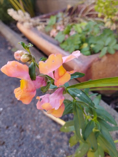 A close-up, eye-level, medium shot captures a vibrant snapdragon flower with peach and yellow petals, accented by green leaves and buds. The flower is situated in a garden bed, with a blurred, rustic wooden object in the background. The ground in the foreground is a dark, gravelly surface. The scene is likely located in the city of Hospozín, Czechia, given the context provided.