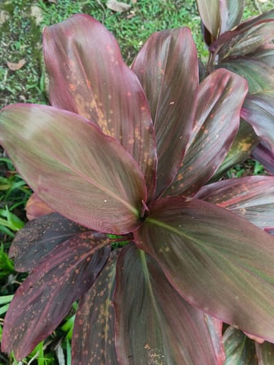 A close-up, top-down view depicts a tropical plant with broad, lanceolate leaves, located in Trairão, Brazil. The leaves are predominantly deep maroon and reddish-brown, with sections displaying dark green coloration and reddish-pink margins. Numerous leaves exhibit irregular yellowish-brown to orange spots and blotches across their surfaces. The plant's foliage is arranged in a central cluster. The background is out of focus, consisting of green grass and scattered dry leaves, indicative of an outdoor environment. No individuals, specific actions, or interactions are visible.