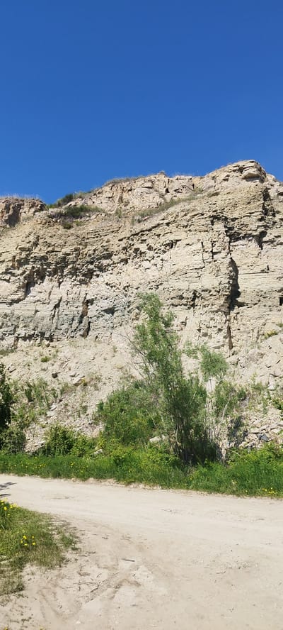 The image depicts a rugged, layered rock formation under a clear blue sky. The rock face is a pale tan color with visible strata and crevices, suggesting geological age and erosion. Sparse vegetation, including green bushes and small yellow flowers, grows at the base of the rock formation and along a dirt road in the foreground. The road appears to be unpaved, with tire tracks and some unevenness. The scene is natural and undeveloped, evoking a sense of a remote or wild landscape. There are no people or animals visible in the image. The location is identified as Mokhsogollokh, Russia.