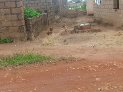 A medium shot captures two dogs in an unpaved, dusty area with cinderblock structures. In the left foreground, a dog with light brown fur sits on the ground, facing right. Behind it, a second dog with light brown fur stands, looking towards the left. The ground is mostly dirt with patches of dry grass. To the left, a cinderblock wall runs horizontally across the image, with dense green foliage growing behind it. Further back, more cinderblock structures are visible, some appearing unfinished. A round, reddish-brown object with a gray lid sits on a raised concrete platform in the middle ground to the right. The overall scene suggests an outdoor environment in a developing or rural area within Russo, Nigeria, characterized by simple construction and a natural, unkempt landscape.