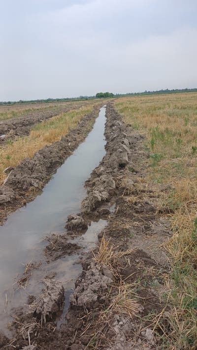 An exterior, medium-angle, eye-level shot captures a field with a water-filled trench running lengthwise through its center. The trench is bordered by mounds of dark, damp earth, indicating it has been recently dug or is actively used for irrigation. The surrounding field is covered with dry, yellowish stubble, likely remnants of a harvested crop, with sparse green vegetation growing in patches. In the distance, the field stretches to a horizon line where a few trees are visible, and the sky is overcast with a muted gray hue. The scene appears to be in a rural agricultural area.