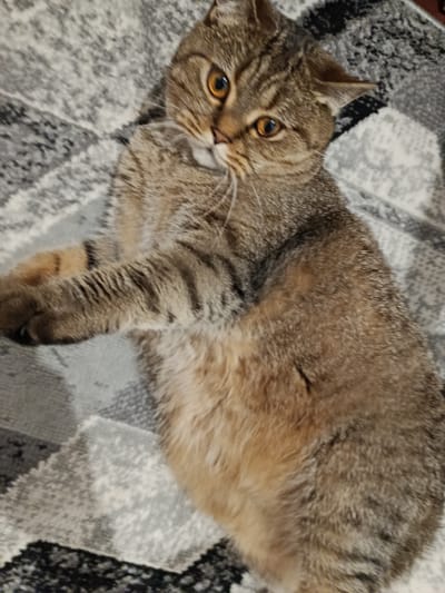 A brown tabby cat with orange eyes is lying on a patterned rug. The cat is positioned on its back with its front paws extended. The rug has a geometric pattern of grey, white, and black. The image is taken from a high angle. There are no people or any other identifiable objects or landmarks in the scene. The location in Novozybkov, Russia cannot be determined from the provided image.