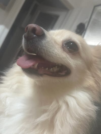 The image is a close-up, low-angle shot of a light-colored dog's face. The dog's nose is a dark pinkish-brown. Its mouth is open, with its pink tongue visible and protruding slightly. The dog's teeth are visible, appearing small and sharp. One of the dog's eyes is visible, appearing dark and reflective. The dog's fur is long and appears to be a light cream or white color, with some darker strands mixed in. The background is out of focus, appearing as blurred shapes of light and dark. No specific location in Augsburg, Germany can be identified from the image.