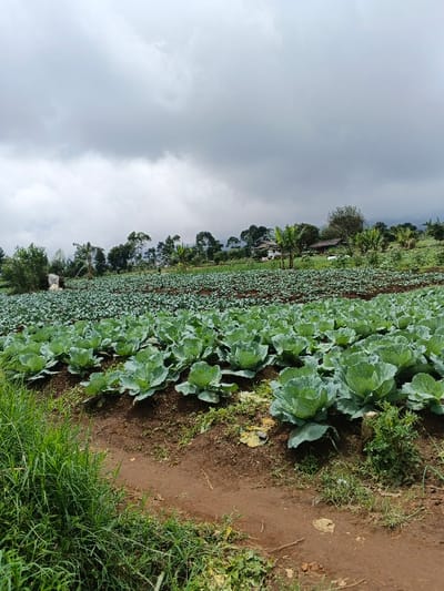 The scene captures an agricultural landscape within thành phố Biên Hòa, Vietnam, under a heavily overcast sky. A vast field of cultivated plants, predominantly cabbage in various stages of growth, extends from the foreground to the mid-ground. The cabbages in the immediate foreground display mature, tightly formed heads, arranged in distinct rows across brown, tilled soil. A narrow dirt path runs along the left side, bordered by patches of green grass. In the mid-distance, a dense treeline, including banana trees, partially conceals several buildings; one is a light-colored, multi-story residence, and another a smaller, darker structure. No people are visible, and no discernible actions or interactions are occurring.