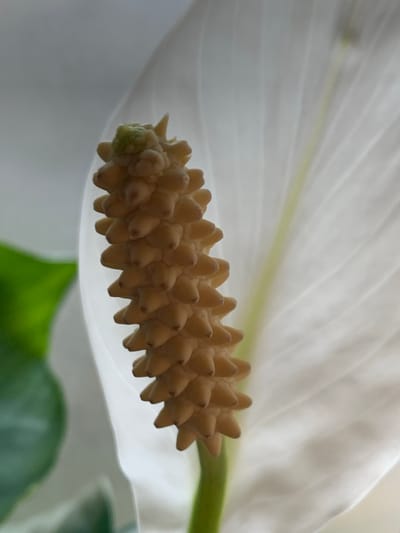 The image is a close-up, macro photograph of a single white spathe of a peace lily flower. The spathe is large, elegantly curved, and textured with visible veins. Emerging from beneath the spathe is the spadix, the flower's central spike, which is covered in numerous small, bulbous, tan-colored florets. A small, green bud is visible at the base of the spadix. The background is softly blurred, with washes of white from the spathe and hints of green from foliage, suggesting an indoor setting or a shaded outdoor environment. The lighting appears soft and diffused, highlighting the delicate details of the flower. No people, text, or specific time of day cues are present. The image focuses entirely on the intricate natural beauty of the peace lily.