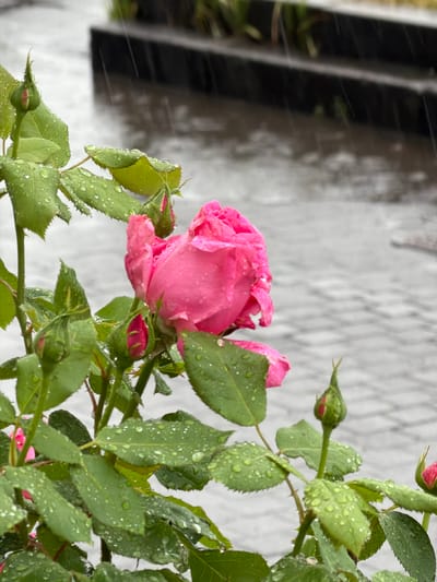 A close-up, low-angle, outdoor, medium shot captures a pink rose bush in the rain in Bobrovo, Russia. The rose bush is in the foreground with several pink rosebuds and a blooming pink rose, all covered in raindrops. The rose bush's green leaves are also speckled with water droplets. In the background, a paved area, possibly a sidewalk or patio, is wet and reflects the overcast sky. The rain is visible as streaks of water falling from the sky. A dark, rectangular structure, perhaps a planter or a low wall, is positioned behind the rose bush. The overall scene depicts a tranquil moment in nature during inclement weather, highlighting the beauty of the rose despite the rain. There are no people visible in the image.