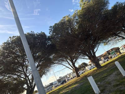 The media file captures an outdoor scene, likely taken from inside a vehicle, looking out at a roadside or commercial area in Goodwood, South Africa. The primary subjects are several large, mature trees with dense, dark green foliage and visible branches, especially in the shaded areas. A prominent grey, cylindrical pole extends diagonally from the lower left to the upper right of the frame, partially obscuring the view.
Beyond the trees, a road or parking lot is visible, populated with various vehicles including cars, vans, and trucks. In the foreground on the right, two white concrete bollards are partially visible on a grassy verge, where some litter (a plastic bottle) is present. In the background, low-rise commercial buildings can be seen, one of which appears to be a petrol station with a canopy.
The time of day appears to be late afternoon or early morning, indicated by the warm, directional light illuminating parts of the trees and casting soft shadows. The sky is clear blue with sparse white clouds, suggesting pleasant weather. Reflections are evident in the upper portion of the image, hinting at the photo being taken through a window.
Visible text on signs provides location cues:
- A street sign lists "Voortrekker Rd" and directions to "Epping", "N1", "R300", "Kuilsrivier", "Bellville", "Kraaifontein", and "Brackenfell," all areas consistent with the Cape Town metropolitan region in South Africa.
- Another sign or building features the text "PING PET SHOP" and a phone number "021 546 2449".
- The words "CAR WASH" are also discernible on a building.
No specific human activity or event is distinctly captured; the scene depicts a typical, quiet urban/suburban roadside environment.