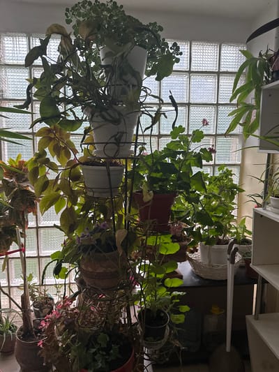 The image depicts an indoor collection of potted plants near a window made of glass blocks. The plants are arranged on shelves and on the floor, with a variety of sizes and types, some in bloom with pink flowers. The window offers a view of an outdoor environment, suggesting an urban setting. To the right, a white shelving unit is visible, holding more plants. The overall impression is one of a home or personal space where plants are a significant decorative element. The location in Belorechenskii, Russia, indicates a specific geographic context for this domestic scene.