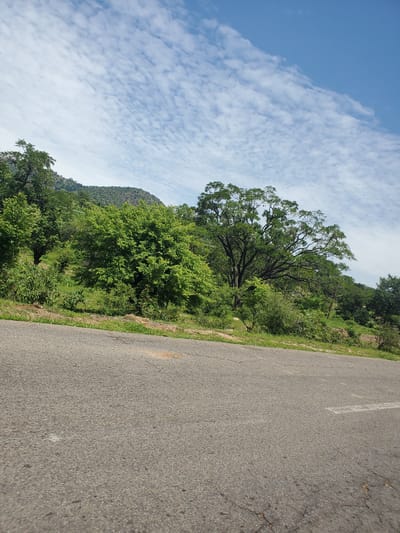 A wide-angle, downward-tilted shot captures a road curving through a lush, green landscape. The road, paved with asphalt and featuring a faint white line, occupies the right side of the frame. To the left of the road, a steep, tree-covered hillside slopes downwards, with a prominent, large tree with intricate branches in the mid-ground. The sky above is a clear blue, streaked with wispy white clouds. The scene suggests a natural, possibly rural setting. The image appears to have been taken during daylight hours, with good visibility. No people or animals are visible. The overall impression is one of a serene, undeveloped natural environment, likely in a tropical or subtropical region given the dense foliage. There is no visible text in the image.