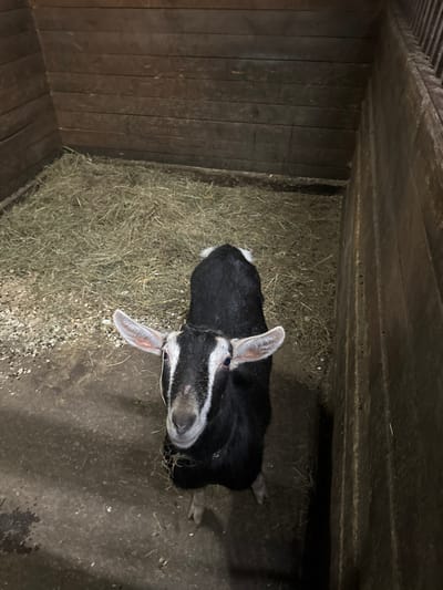A black and white domestic goat stands in an indoor enclosure in Kalinovo, Russia. The goat, facing the camera, has a black body with a prominent white blaze on its face and white markings around its eyes and ears, along with a white patch on its rump. It stands on a floor composed of dark packed earth or concrete in the foreground, transitioning to a bed of dry hay in the midground and background. The enclosure is defined by dark brown wooden plank walls, arranged horizontally, forming a corner in the upper left of the frame. The lighting is dim. No other individuals or objects are visible.