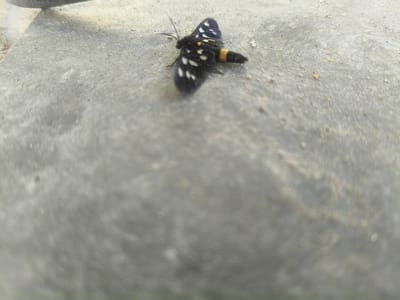 A close-up, slightly blurred shot shows a black moth with white spots and an orange band on its abdomen resting on a grey, textured surface. The moth is positioned in the upper right quadrant of the image. Its wings are partially spread, revealing the intricate pattern of white dots against the dark background. The textured surface appears to be concrete or a similar rough material, with small grains and some lighter-colored debris scattered across it. The background is heavily blurred, indicating a shallow depth of field, and consists of a muted grey tone that transitions into a lighter, desaturated area in the foreground. The overall lighting suggests it could be daytime, with the light source coming from the upper left, casting subtle shadows. No text is visible in the image. The scene is static, focusing solely on the moth and its immediate environment.