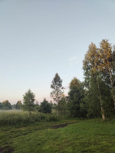 This image depicts a serene rural landscape at sunrise. The scene is dominated by lush green grass and tall trees, with a faint mist hanging low over a field in the distance. The sky is a soft gradient of pale blue and pink, indicative of the early morning hours. A dirt path winds through the grassy foreground, suggesting a well-trodden route. The trees, a mix of deciduous varieties with some exhibiting distinctive white bark, are dense and verdant. A rustic fence post is visible among the foliage. The overall mood is peaceful and tranquil, evoking a sense of natural beauty and quietude. The location appears to be a natural setting, possibly a meadow or forest edge in a rural area like Talitsa, Russia, given the context. There is no visible text in the image.