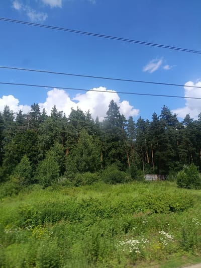 The image depicts a lush green landscape bordering a dense forest. The foreground is a vibrant meadow filled with various green plants and some scattered white and yellow wildflowers. Behind the meadow, a thick wall of evergreen trees, predominantly pines, forms the forest line. The trees are tall and densely packed, with varying shades of green indicating different species or age. Above the forest, a bright blue sky is visible, dotted with large, fluffy white cumulus clouds. Two dark, thin wires are stretched horizontally across the top portion of the image, suggesting the presence of power lines or telegraph lines. In the middle ground, partially obscured by foliage, there appears to be a low, greyish structure with a geometric pattern, possibly a concrete wall or fencing, showing some graffiti. The scene conveys a natural, rural or semi-rural environment, likely on the outskirts of a populated area, given the presence of overhead wires and the distant wall. The overall impression is one of natural beauty on a clear, sunny day. The location is identified as Чёрное, Russia, which is a settlement and a rural locality in Moscow Oblast, Russia, known for its natural surroundings.