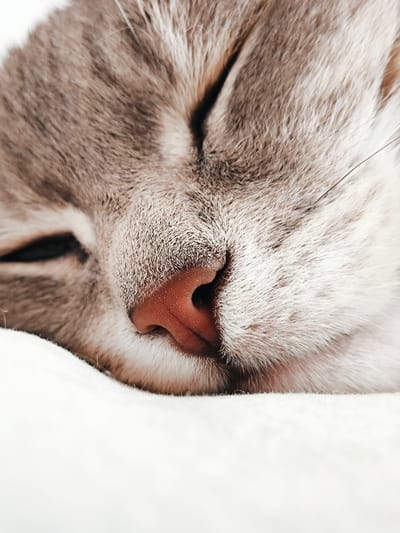 A close-up, eye-level shot shows the face of a sleeping cat. The cat's fur is a mix of gray and white stripes. Its eyes are closed, and its nose is a reddish-pink color. The cat appears to be resting on a soft, white surface, possibly a blanket or pillow. The background is blurred and out of focus, with the exception of the cat's face. The lighting is soft and diffused, creating a peaceful and serene atmosphere. There are no other subjects or objects visible in the image.