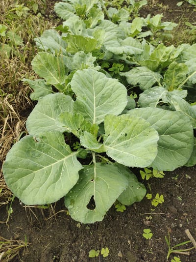 A close-up, high-angle shot shows a patch of cabbage plants in a field. The cabbage leaves are large, green, and veined, with some showing signs of damage such as holes and insect bites. Small droplets of water are visible on the surface of the leaves. The plants are growing in dark soil, with some dry grass and other small green plants interspersed between them. The background is blurred, suggesting a shallow depth of field. The image appears to have been taken outdoors, possibly in a garden or farm. The location is described as the city of Cintadamai, Indonesia.