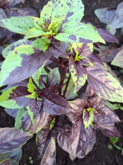 The image shows a close-up, overhead view of a bush of ornamental basil with variegated purple and green leaves. The basil plant is growing in dark soil. The leaves are broad and ovate, with serrated edges. The purple coloring is concentrated on the veins and edges of the leaves, while the centers are a vibrant green, with some leaves exhibiting splotches of both colors. The stems are a deep reddish-purple. The background is blurred, suggesting a shallow depth of field, but the soil appears to be consistent with garden soil. The lighting is natural and diffused, casting soft shadows. There are no people or animals visible in the image, nor any man-made structures. The scene is entirely focused on the plant's foliage. The location of Булаев қалалық әкімдігі, Kazakhstan, is not discernible from the image itself.