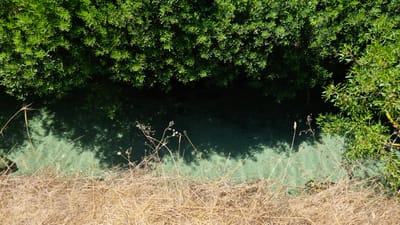 This media file is an aerial, top-down shot of a canal with dense green foliage on the left and right edges, and dry, golden grasses in the foreground. The canal water has a distinctive greenish hue, possibly due to algae or aquatic plants, and is partially shaded by the overhead foliage, creating a dappled pattern of shadows on its surface. Several dry, wispy plant stalks with seed heads are scattered across the foreground and emerging from the water's edge.
The scene appears to be a natural or semi-natural environment, likely a body of water bordered by vegetation and dry ground. The lighting suggests it is daytime, with the sun casting strong shadows, indicating fair weather. The location context of Porto Cesareo, Italy, hints at a Mediterranean climate, which aligns with the presence of dry grasses and lush greenery. There are no people or specific objects of interest, and no text is visible in the image. The overall impression is one of a serene, sunlit natural landscape.