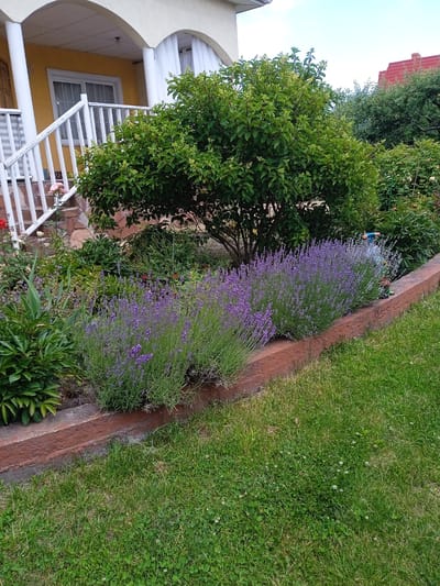 The image depicts a front yard garden with a house in the background, likely located in Vyshhorod, Ukraine. A bright yellow house with white arched pillars and a white railing leads up to a doorway. The garden features a dense arrangement of purple lavender bushes lining a low, reddish-brown retaining wall. Behind the lavender, there are green bushes and a medium-sized tree with light green leaves. The lawn in front of the retaining wall is a vibrant green, dotted with clover. The sky is overcast, suggesting a cloudy day.