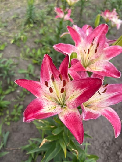 A close-up, eye-level shot captures a cluster of vibrant pink and white lilies in bloom. The flowers, with their distinctive star-shaped petals and dark brown speckles on the stamens, are the focal point. The background is a soft blur of green foliage and dark soil, suggesting an outdoor garden setting. No people or discernible human activity are present. The image appears to be taken in the city of Sukhinskoe, Russia, based on the provided context.