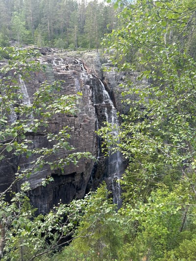 The image depicts a natural scene of a waterfall cascading down a rocky cliff face. Lush green foliage, primarily birch trees with their characteristic light bark and delicate leaves, frames the view from the foreground. The leaves are vibrant, suggesting a time of year like late spring or summer. Sunlight dapples through the leaves, creating a play of light and shadow on the rock and water.
The waterfall itself appears to be a significant feature, with water flowing over dark, layered rocks. The rocks show signs of erosion and weathering, with streaks of lighter minerals or moisture on their surface. Behind the waterfall, the cliff continues upwards, largely obscured by trees and vegetation. In the background, a dense forest of pine or spruce trees rises, creating a sense of depth and wilderness. The overall impression is one of a serene, untouched natural landscape. The lighting suggests it is daytime, likely mid-morning or afternoon, with no indication of harsh weather. There is no visible text in the image.