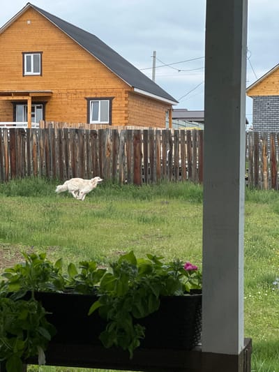 The image displays an outdoor scene, likely a backyard or residential area in Kuda, Russia, under an overcast sky. The foreground is partially obscured on the right by a dark, broad wooden beam or railing, and a black planter containing lush green plants, one of which sports a vibrant pink flower.
In the mid-ground, a light-colored dog, possibly a Golden Retriever or a similar breed, is seated on a vibrant green lawn. The dog faces away from the viewer, looking towards a weathered wooden fence made of vertical planks that spans the width of the frame.
Behind the fence, on the left side of the image, stands a two-story house constructed with light brown wooden siding and a dark gray, steeply pitched roof. The house features several white-framed windows with dark trim; one on the upper level and another on the lower level, where a small porch or balcony structure is also visible. Further in the background, a second building with a combination of brick and wooden siding can be glimpsed, along with utility poles and overhead wires set against the cloudy sky.
The scene depicts a tranquil, daytime environment with no discernible human activity or emotions. No text is visible in the image.