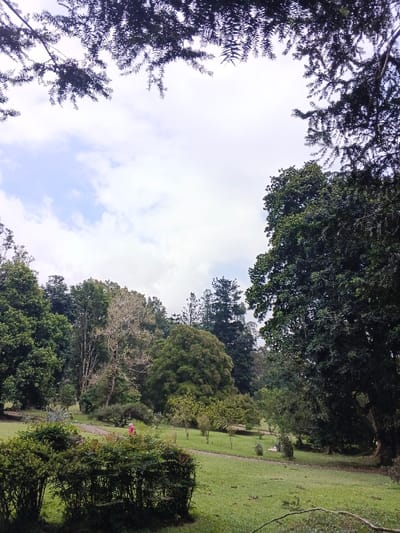 This image captures a serene outdoor scene, likely within a park or botanical garden in Leuro, Timor-Leste. The setting features lush green landscapes, dominated by a variety of mature trees and well-maintained grassy areas.
In the foreground, dense green bushes frame the bottom left of the shot. The midground opens up to a wide expanse of green grass with a winding, unpaved path visible. Along this path, a single person is visible in the distance, wearing a pink or red top, appearing to walk or stroll casually through the garden.
The background is filled with a dense canopy of trees, showcasing a mix of species. Some trees have dark, rich green foliage, while others exhibit lighter green leaves, and at least one tree in the center-left appears to have very sparse or light-colored foliage, possibly indicating a different season or tree type. Overhead, the sky is partly cloudy with patches of white and light blue peeking through, suggesting daytime, likely late morning or early afternoon given the soft, diffused light. The branches of tall, coniferous-looking trees frame the top of the image.
No specific activity beyond walking is evident, and the overall mood conveyed is one of tranquility and natural beauty. There is no visible text in the image.