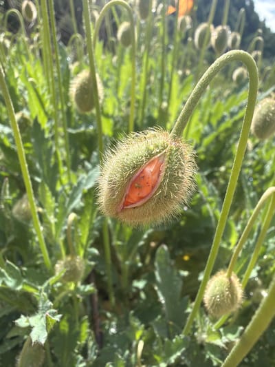 A close-up, low-angle, outdoor shot captures a fuzzy, green poppy bud with its top split open, revealing a glimpse of an orange petal and a tiny green insect. The bud is on a curved stem, surrounded by other unfurling poppy buds and green leaves, all bathed in bright, hazy sunlight. The background is a blur of more greenery and a hint of blue sky with trees. The scene is set in a garden in Unknown, Georgia.
