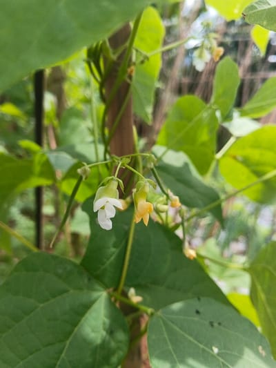 A close-up vertical photograph depicts a section of a climbing plant, identified as being in ឃុំ ផាត់សណ្ដាយ, Cambodia. The central focus is on two small flowers attached to a green vine, one appearing white and fully opened, and the other yellowish-orange. Both flowers possess green calyxes. Surrounding these flowers are numerous vibrant green leaves, exhibiting visible vein patterns and some surface imperfections, with a large leaf in the foreground occupying the lower-left quadrant. The vine itself, bearing tendrils, is seen wrapped around a reddish-brown, vertical wooden stake or pole which serves as a support structure. The background consists of heavily blurred green foliage and indistinct lighter shapes, indicative of an outdoor, natural environment under natural daylight conditions. No human figures are present.