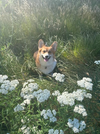 A corgi dog sits in a grassy field with white flowers in the foreground. The dog is looking at the camera with its tongue out and a happy expression. The field is filled with tall grass and wild flowers, and the sun is shining brightly, creating a lens flare effect in the upper left corner of the image. The image was taken on a sunny day, likely during the daytime. The scene is natural and outdoors.