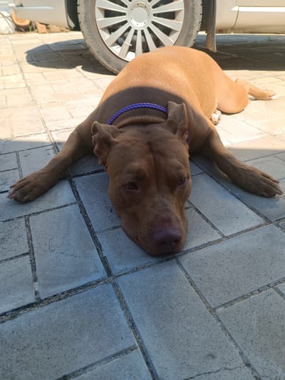 A brown pit bull-type dog is lying on a paved patio in Zatoka, Ukraine. The dog is lying on its stomach with its front legs extended forward. The dog is wearing a purple collar. Behind the dog is a car with a silver wheel. The patio is made of gray concrete pavers. The sun is shining, casting shadows on the ground.