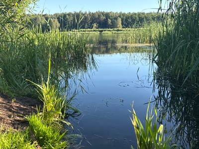 This is a photograph of a tranquil lake or pond bordered by dense reeds and grasses. In the background, a line of trees forms a dark green horizon against a clear blue sky. The water's surface is calm, reflecting the sky and the surrounding vegetation. Sunlight illuminates the scene, casting shadows and highlighting the textures of the plants. The foreground features the edge of a muddy bank with lush green grass growing along it. The overall impression is one of a natural, undisturbed landscape. This location is in the vicinity of Zaścianki, Poland.