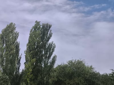 The image captures a serene outdoor scene with a focus on lush green trees against a sky filled with white and gray clouds. The tall, slender trees on the left and center dominate the foreground, their leaves appearing a vibrant green, suggesting a lively, healthy growth. A lower, bushier line of trees spans the lower right portion of the frame, adding depth and texture to the foliage.
The sky above is a blend of pale blue and diffused white and gray clouds, indicating a day that might be partly sunny or transitioning in weather. The lighting suggests it could be late afternoon or early morning, with a soft, even illumination that doesn't cast harsh shadows. There are no people or man-made objects visible, emphasizing the natural beauty of the landscape.
The overall mood is tranquil and peaceful, a moment of natural serenity. The scene is set in Belovodskoe, Kyrgyzstan, which conjures an image of rural or semi-rural landscapes. The presence of such dense greenery and the atmospheric sky are characteristic of the region's natural environments, particularly during warmer months. There is no visible text in the image.