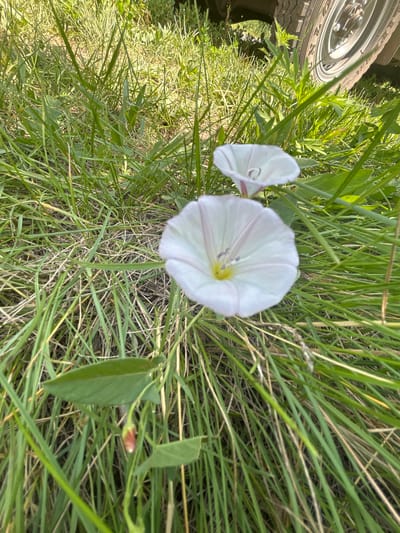 The image shows a close-up view of two white bindweed flowers blooming in tall green grass. The flowers are funnel-shaped with delicate pink stripes on their petals. One flower is in the foreground and is in focus, while the other is slightly out of focus behind it. The grass is a mix of green and dry blades, suggesting a natural or semi-wild setting. In the upper right corner of the image, a portion of a vehicle tire is visible, indicating the presence of a vehicle nearby, potentially on a road or dirt track. The overall scene is illuminated by natural sunlight, casting soft shadows. The image was captured in Velykyi Trostianets, Ukraine, likely during the daytime in a grassy area adjacent to a road or parking space.