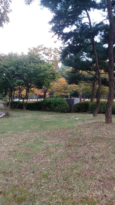 The image depicts a green space adjacent to a public road, located in Gimpo-si, South Korea. The foreground consists of irregularly cut grass, interspersed with patches of dry brown grass, small green plants, and scattered fallen leaves or debris. A small, crumpled white object, possibly paper or plastic, rests on the grass in the mid-right.

A dense, trimmed hedge of green bushes forms a continuous line across the midground, separating the grassy area from a paved thoroughfare beyond. Behind the bushes, a variety of deciduous and evergreen trees are visible. Several deciduous trees display foliage in shades of green, yellow, and orange, indicating an autumn season. To the right, two prominent pine trees with dark green needles and reddish-brown trunks stand tall, partially obscured by the foreground.

In the background, beyond the trees and bushes, a multi-lane road is discernible, with several white vehicles partially visible. Further back, indistinct urban structures or buildings can be seen. A dark grey or black utility box or cabinet with a textured surface is positioned behind the hedge in the central-right portion of the frame. The sky is overcast and bright, casting a subdued light over the scene. No individuals are present, and no specific actions or interactions are depicted.