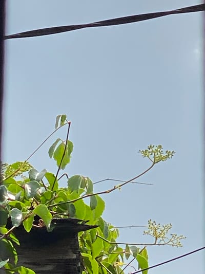 The image depicts a close-up view of green foliage and developing seed clusters against a clear, pale blue sky. A dark, horizontal wire stretches across the upper portion of the frame. The vegetation appears to be a climbing plant, with some leaves exhibiting a slight sheen. There is a dark, weathered wooden structure visible at the bottom left of the image, partially obscured by the leaves. The scene is outdoors, suggesting a natural or semi-natural environment, possibly in a garden or park setting. No people or animals are present in the image. The lighting suggests it is daytime, with the sun potentially behind the camera, illuminating the leaves from the front. The image does not contain any specific landmarks or contextual clues that would allow for precise identification of its location within Banjarmasin, Indonesia, beyond it being an outdoor setting.