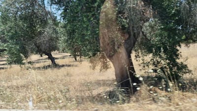 The image depicts an olive grove in Maruggio, Italy, under a clear sky. The scene is dominated by several mature olive trees with gnarled trunks and dense green foliage. The ground is covered with dry, straw-colored grass and scattered small white wildflowers. The trees are spaced throughout the area, casting shadows on the dry ground. The overall impression is one of a rural landscape typical of the Mediterranean region during a dry season. No people or animals are visible in the frame.